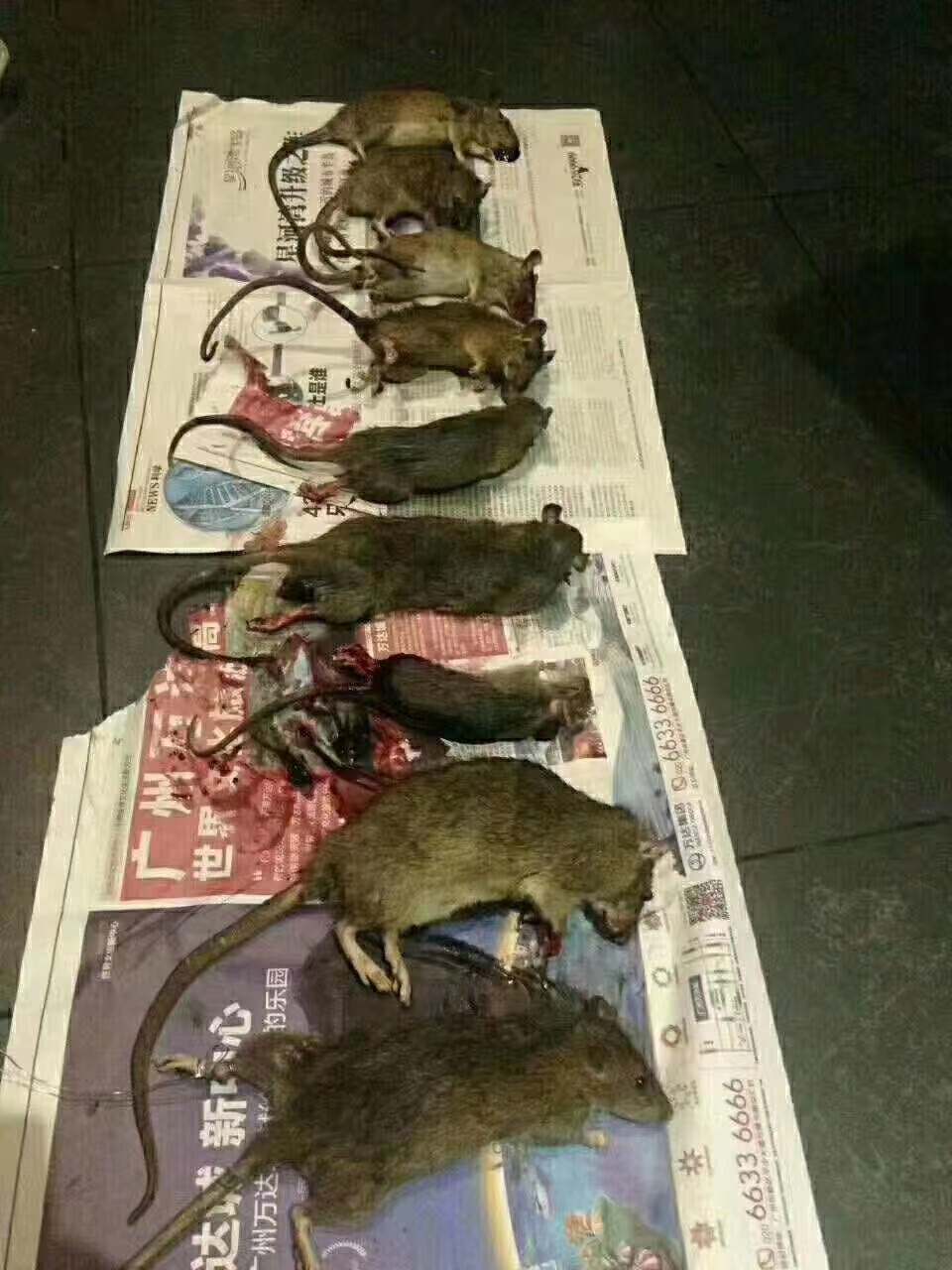 中山寫字樓辦公室怎么滅鼠？