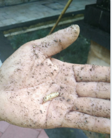 臺(tái)灣乳白蟻對(duì)中山人們的衣、食、住、行的危