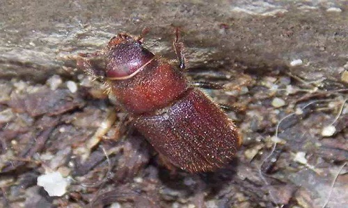 中山蛀蟲與臺灣乳白蟻的區(qū)別