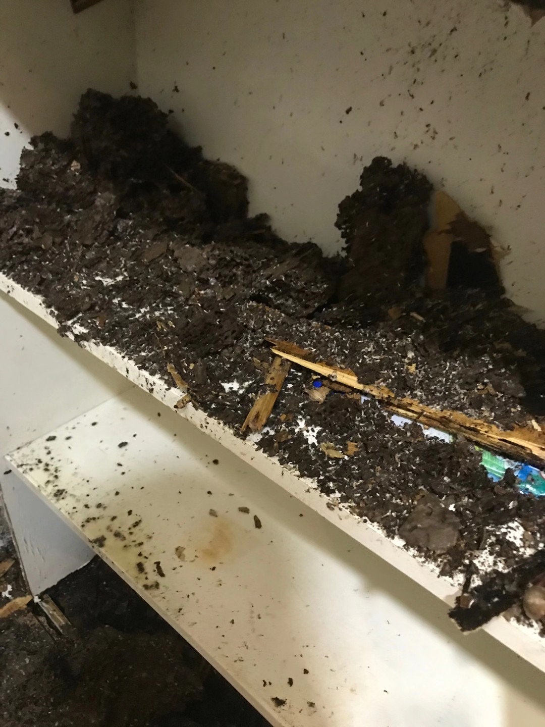 中山殺白蟻-中山殺白蟻費(fèi)用-中山殺白蟻公