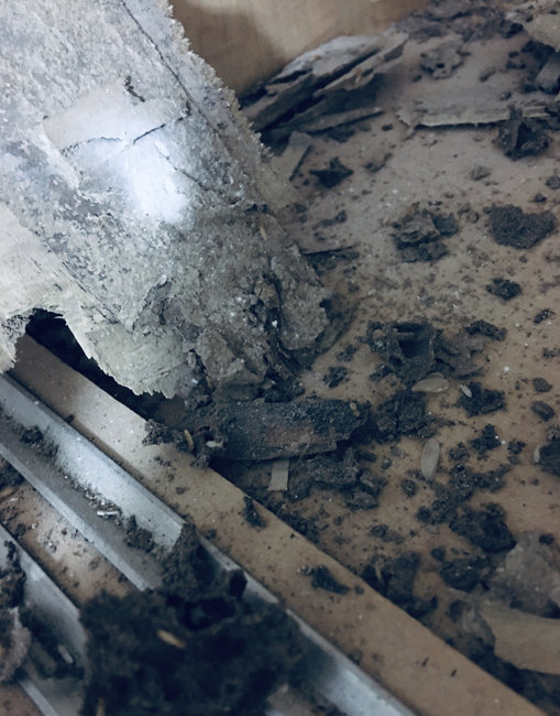 中山白蟻防治 中山白蟻預防 中山消殺白蟻