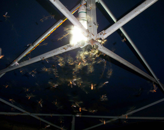 廣東省中山市白蟻危害大，2-9月份進(jìn)入其