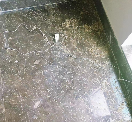 中山白蟻“大軍”來襲！居民防治要做些什么