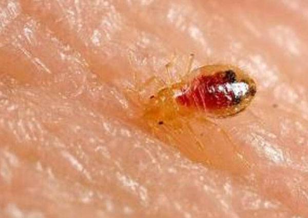 中山滅殺跳蚤 中山滅殺臭蟲(chóng)公司 中山跳蚤