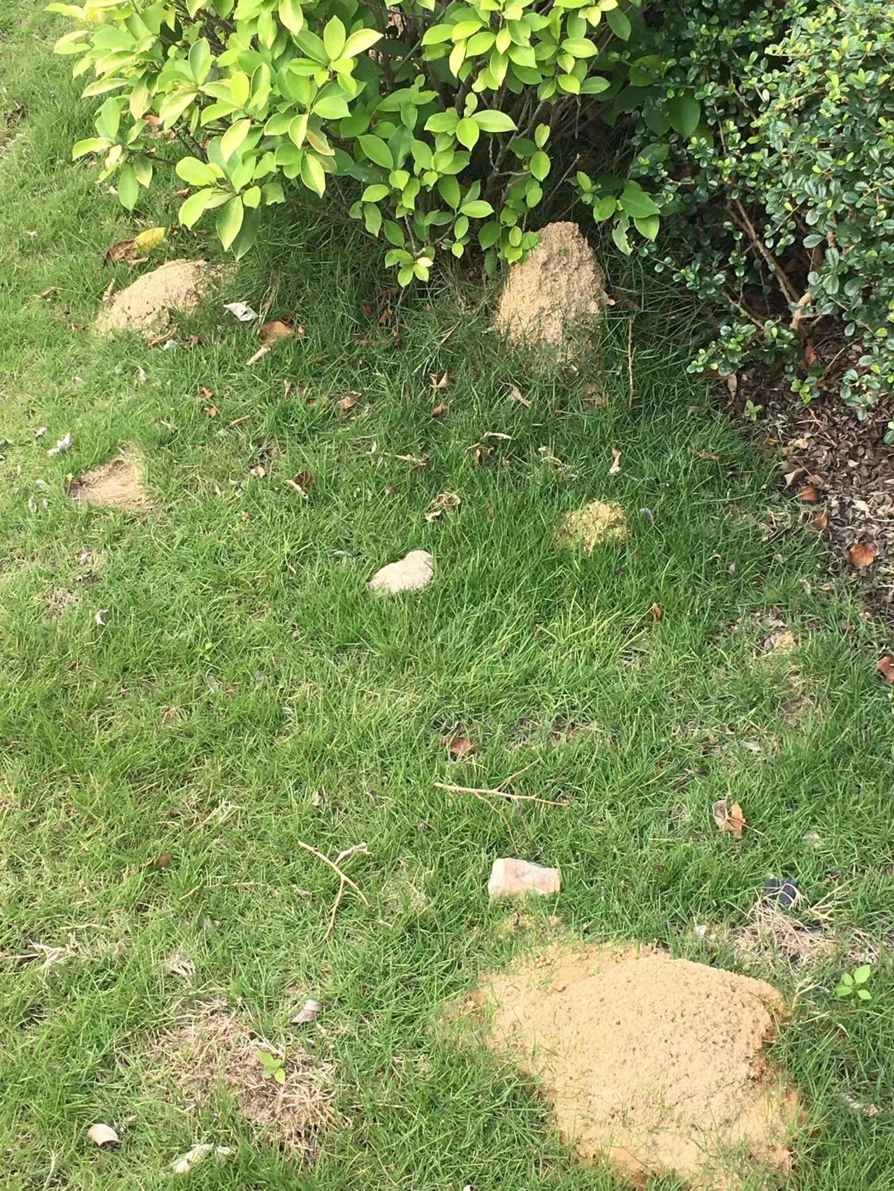 中山如何防治紅火蟻？中山滅殺紅火蟻 中山