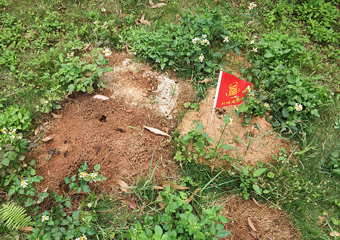 白蟻防治公司 白蟻防治公司